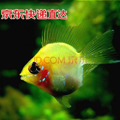 赤峰水族寵物觀賞魚店電話號碼-第1張圖片