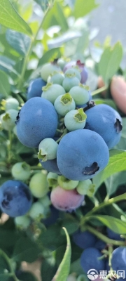 赤峰市藍(lán)莓采摘園地址電話號碼-第1張圖片