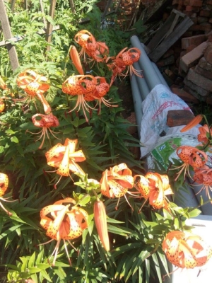 赤峰植物園訂票電話是多少號(hào)-第1張圖片