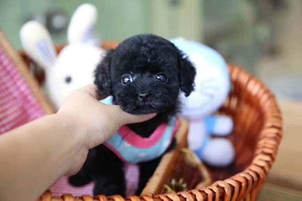 赤峰橋北泰迪犬舍電話號碼-第1張圖片