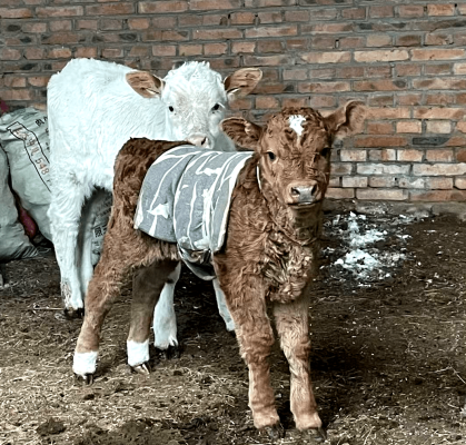 赤峰小牛犢?gòu)S家電話多少號(hào)-第1張圖片