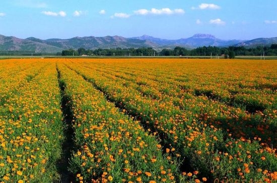 赤峰塞外奶食店電話號(hào)碼查詢-第1張圖片