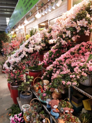 赤峰花卉市場(chǎng)動(dòng)物園電話號(hào)碼-第1張圖片