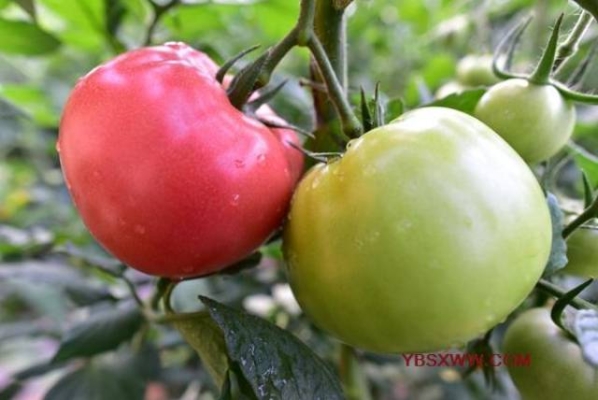 赤峰柴雞孵化場電話多少號-第1張圖片