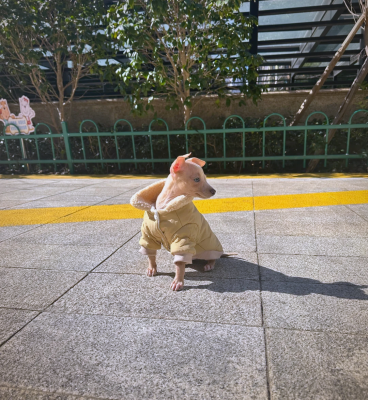 赤峰領(lǐng)養(yǎng)靈緹電話多少號(hào)啊-第1張圖片