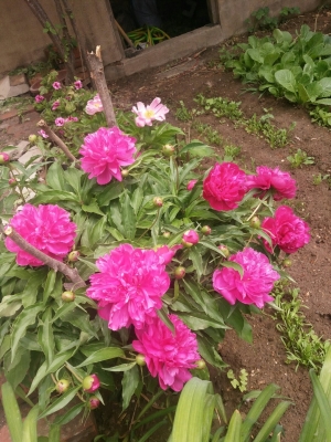 赤峰寧城縣農(nóng)資店電話號(hào)碼-第1張圖片