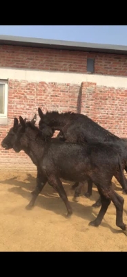 赤峰市驢養(yǎng)殖基地電話號碼-第1張圖片