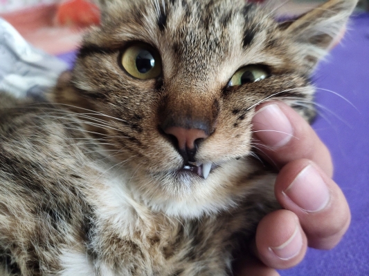 赤峰貓貓洗澡團(tuán)購電話號碼查詢-第1張圖片