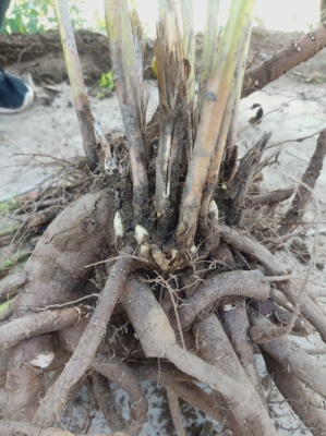 赤峰有賣鮮赤芍的嗎電話號碼-第1張圖片