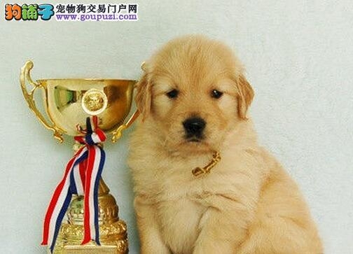 赤峰收購寵物狗電話是多少號(hào)-第1張圖片