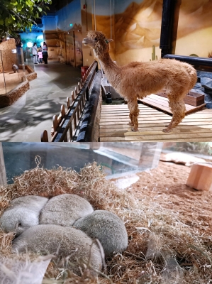赤峰地區(qū)動物園電話多少號-第1張圖片