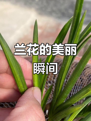 赤峰市蘭花膜廠電話地址查詢-第1張圖片