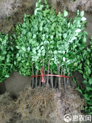 赤峰冬青綠化苗商家電話號(hào)碼-第1張圖片