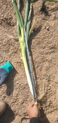 赤峰大蔥加工廠電話多少號-第1張圖片