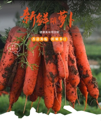 赤峰紅胡蘿卜種植基地電話號(hào)碼-第1張圖片