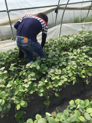 赤峰北洼子草莓采摘園電話號碼-第1張圖片