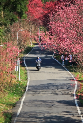 赤峰櫻花大道地址電話號碼-第1張圖片