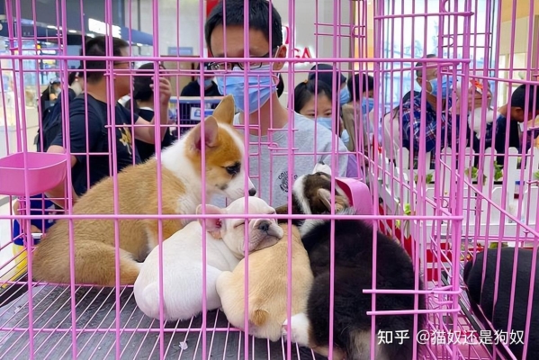 赤峰市買(mǎi)狗電話號(hào)碼多少-第1張圖片