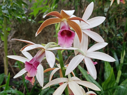 赤峰松山區(qū)林業(yè)局電話號碼-第1張圖片