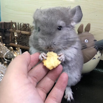 赤峰龍貓活體醫(yī)院電話多少號(hào)-第1張圖片