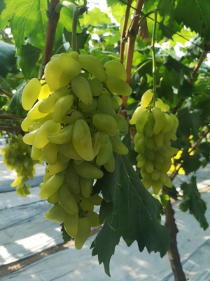 赤峰興隆莊葡萄園地址電話號(hào)碼-第1張圖片