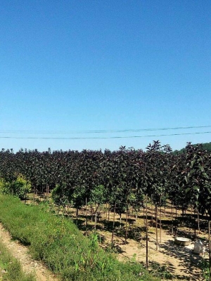 赤峰樹苗基地電話多少號(hào)碼-第1張圖片