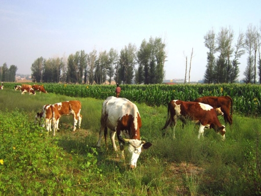 赤峰市松山區(qū)駕照電話號碼-第1張圖片