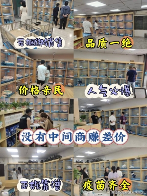 赤峰附近邊牧狗舍地址電話號(hào)碼-第1張圖片