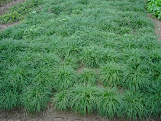 赤峰麥冬廠家電話地址是多少號-第1張圖片