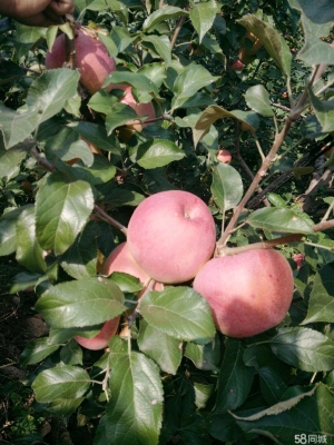 赤峰水果集采平臺電話查詢號碼-第1張圖片