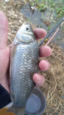 赤峰市賣鯽魚的地方電話號(hào)碼-第1張圖片