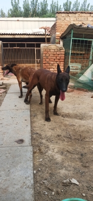 赤峰紅馬快餐店電話地址查詢-第1張圖片