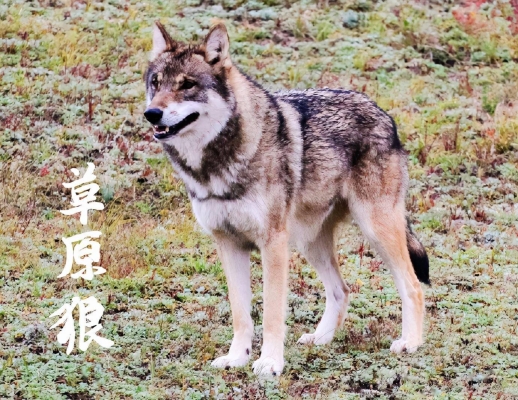 赤峰哪里有狼-第1張圖片