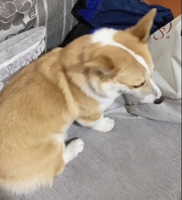 赤峰尋找柯基犬電話號碼查詢-第1張圖片