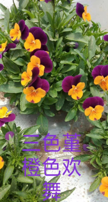 赤峰義友鮮花店電話地址查詢-第1張圖片