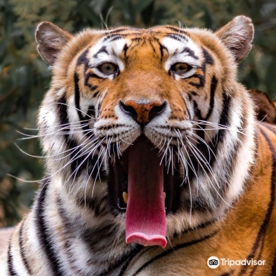 赤峰動(dòng)物園門(mén)票團(tuán)購(gòu)電話(huà)號(hào)碼-第1張圖片