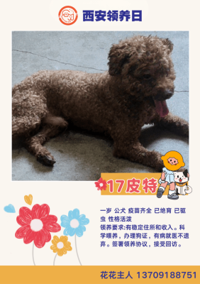 赤峰領養(yǎng)中心地址電話是多少號-第1張圖片