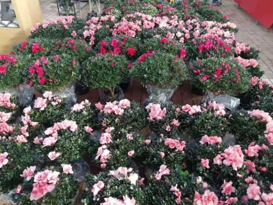 赤峰花卉市場(chǎng)鮮花店電話號(hào)碼-第1張圖片