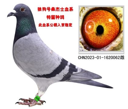 赤峰信鴿拍賣網(wǎng)站電話是多少號(hào)-第1張圖片