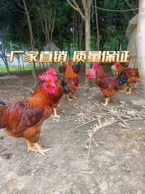 赤峰養(yǎng)雞場賣雞苗電話號碼-第1張圖片