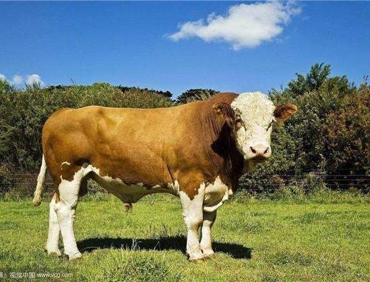 赤峰傻哥喂牛電話多少號(hào)-第1張圖片