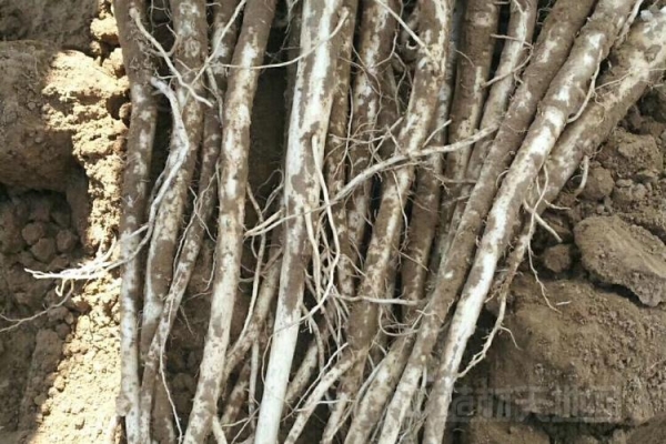 赤峰中藥材種植群電話號(hào)碼-第1張圖片