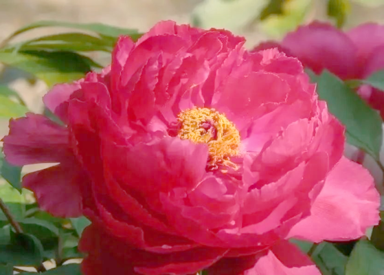 赤峰市花璐伴加盟-第1張圖片