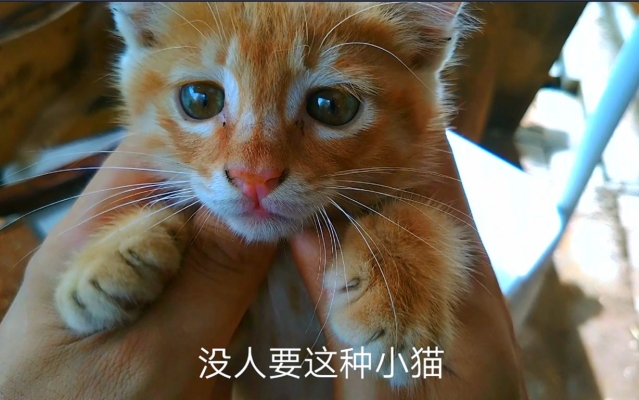 赤峰農(nóng)村土貓養(yǎng)殖基地電話號(hào)碼-第1張圖片