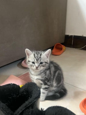 赤峰寵物貓幼崽出售電話號(hào)碼-第1張圖片