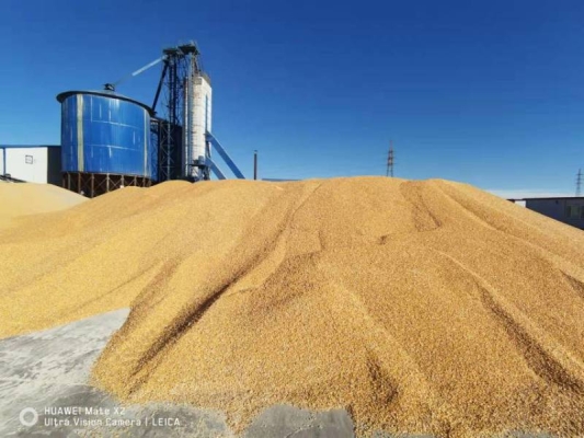 赤峰包谷種子批發(fā)商電話號碼-第1張圖片