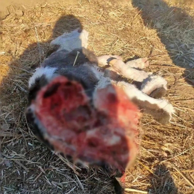 赤峰哪里有狼-第1張圖片