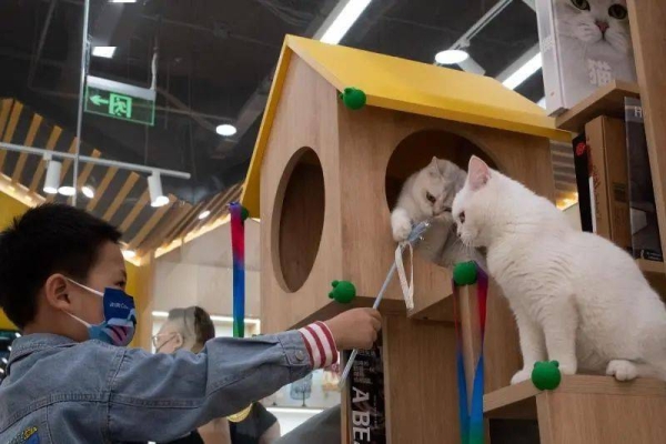 赤峰領(lǐng)養(yǎng)貓咪館電話號(hào)碼查詢-第1張圖片