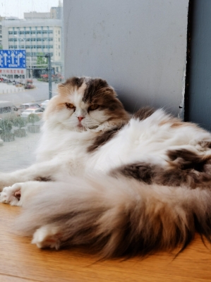 赤峰新華書店喵屋店電話號碼-第1張圖片