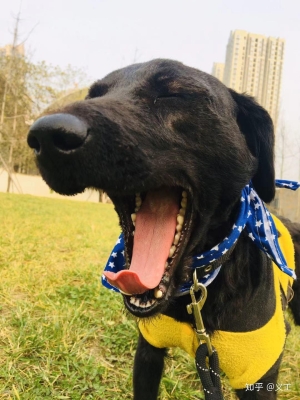 赤峰領(lǐng)養(yǎng)小動(dòng)物電話號(hào)碼查詢-第1張圖片